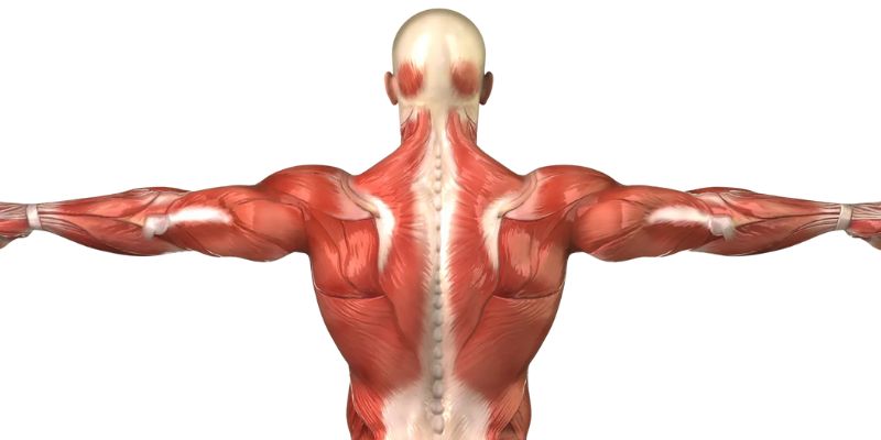 Tăng cường sức bền và sức mạnh cơ bắp