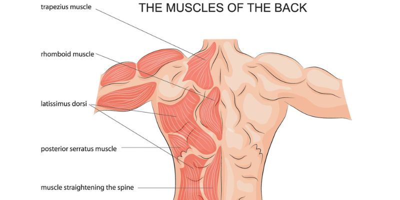 Tăng cường sức mạnh cơ lưng